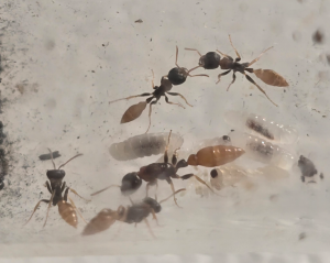 Pseudomyrmex boopis