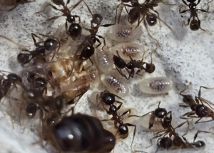 Pheidole nodus Kolonie 03