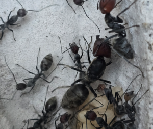 Camponotus singularis
