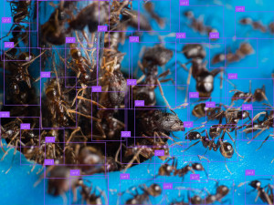 ant_count.jpg