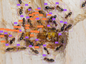 ant_count5.jpg