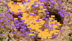 ant_count6.jpg