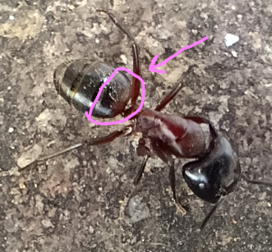 Camponotus ligniperda - Major-Arbeiterin