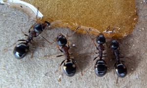 Dolichoderus quadripunctatus on honey drop.jpg