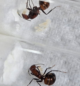 Bild_2026-05-31_180438669.png (484.04 KiB) 24 mal betrachtet Camponotus nicobarensis- Brut