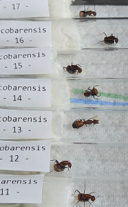Bild_2026-05-31_180518065.png (370.75 KiB) 24 mal betrachtet Camponotus nicobarensis- Draufsicht