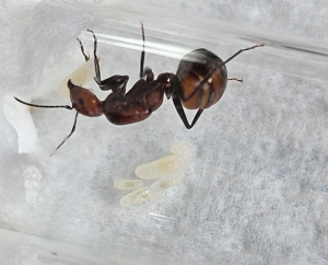 Bild_2026-05-31_180601110.png (362.3 KiB) 24 mal betrachtet Camponotus nicobarensis