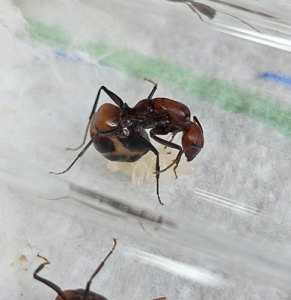 Bild_2026-05-31_180711543.png (215.88 KiB) 24 mal betrachtet Camponotus nicobarensis