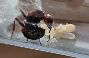 Bild_2026-05-31_180738073.png (400.76 KiB) 24 mal betrachtet Camponotus nicobarensis