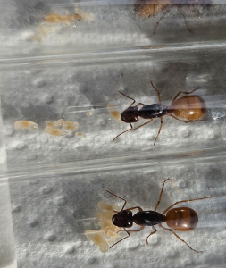 Bild_2026-05-31_181417621.png (501.29 KiB) 22 mal betrachtet Camponotus fedtschenkoi