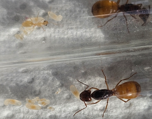 Bild_2026-05-31_181440384.png (579.65 KiB) 22 mal betrachtet Camponotus fedtschenkoi