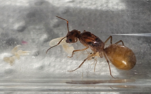 Bild_2026-05-31_181508282.png (529.9 KiB) 22 mal betrachtet Camponotus fedtschenkoi - kleine Kolonie