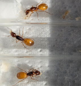 Bild_2026-05-31_181545456.png (361.17 KiB) 22 mal betrachtet Camponotus fedtschenkoi - Direkter Lichteinfluss