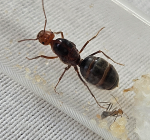 Myrmecocystus semirufus - mit erster Arbeiterin