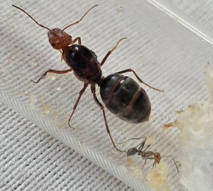 Myrmecocystus semirufus - mit erster Arbeiterin