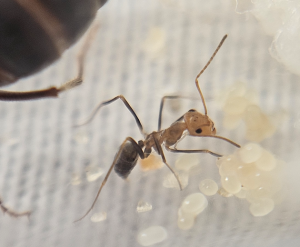 Myrmecocystus semirufus - Pygmäe