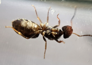 Lasius spec.
