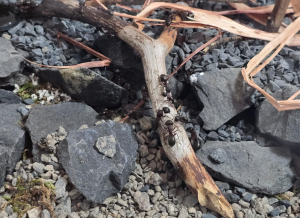 Camponotus herculeanus