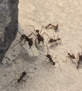 Atta spec. größere Nacktpuppen