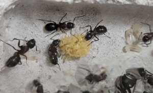 Camponotus herculeanus - Eierhaufen