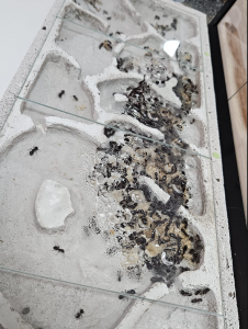 Camponotus herculeanus -  Kolonie (noch schlecht einsehbar)