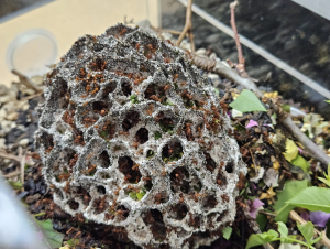Acromyrmex octospinosus