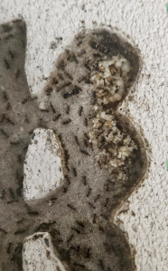 Pheidole nodus