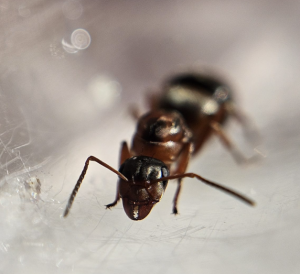 Formica rufibarbis