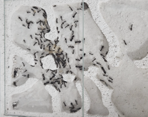 Camponotus sylvaticus 01