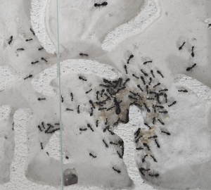Camponotus sylvaticus 02