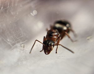 Formica rufibarbis Königin Startbild