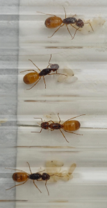 Camponotus fedtschenkoi Bild02