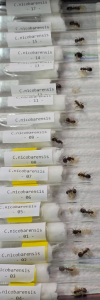 Camponotus nicobarensis Bild01