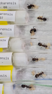 Camponotus nicobarensis Bild03