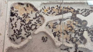 Camponotus herculeanus - Nähere Ansicht