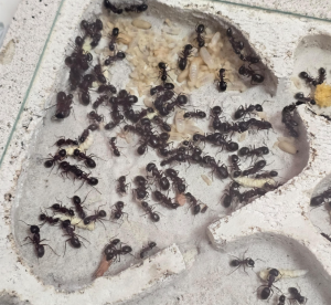 Camponotus herculeanus - Nähere Ansicht