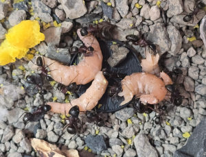Camponotus herculeanus - Krabben