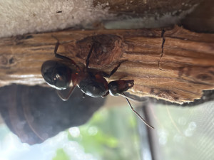 IMG_4425.jpeg