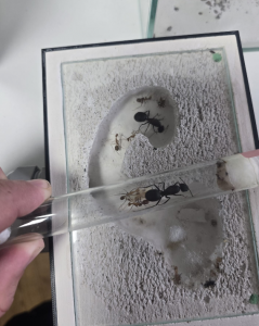 Camponotus angusticollis