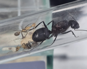 Camponotus angusticollis