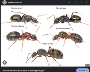 formica01.png