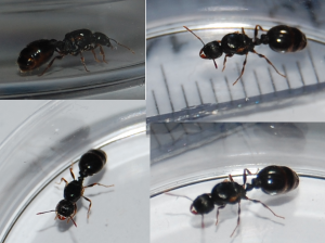 Temnothorax_sp.png