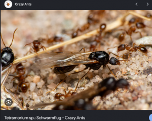 Tetramorium.png