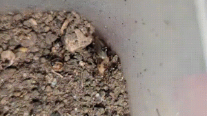 ant.gif