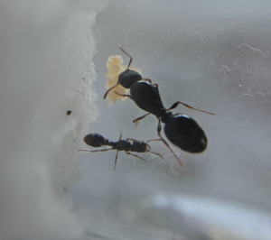 Tetramorium112.png