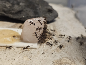 Pheidole nodus