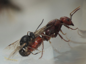 DSCN8530s.JPG