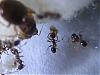 Pheidole pallidula 021.jpg