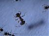 Pheidole pallidula 033.jpg