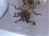 Pheidole pallidula 052.jpg